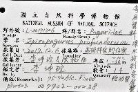 深水旋刺寄居蟹藏品圖，第12張