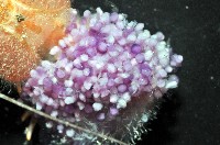 深水旋刺寄居蟹藏品圖，第9張