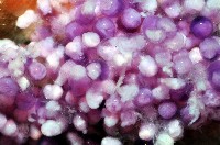 深水旋刺寄居蟹藏品圖，第10張