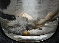 深水旋刺寄居蟹藏品圖，第11張
