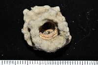 未知種鞘群海葵藏品圖，第1張