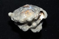 未知種鞘群海葵藏品圖，第2張