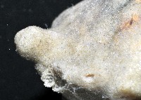 未知種鞘群海葵藏品圖，第3張