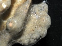 未知種鞘群海葵藏品圖，第4張
