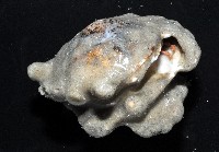 未知種鞘群海葵藏品圖，第5張