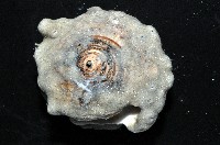 未知種鞘群海葵藏品圖，第6張