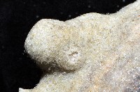 未知種鞘群海葵藏品圖，第8張