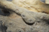 未知種鞘群海葵藏品圖，第10張