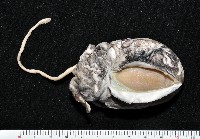 花烏賊(圖氏後烏賊)藏品圖，第1張