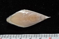 花烏賊(圖氏後烏賊)藏品圖，第4張