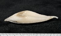 花烏賊(圖氏後烏賊)藏品圖，第6張