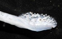 花烏賊(圖氏後烏賊)藏品圖，第10張