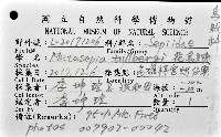花烏賊(圖氏後烏賊)藏品圖，第12張