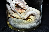 紅蛸(紅章)藏品圖，第7張