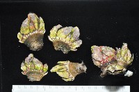 龜足茗荷(龜爪茗荷)藏品圖，第1張