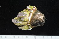 龜足茗荷(龜爪茗荷)藏品圖，第5張