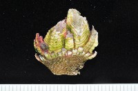 龜足茗荷(龜爪茗荷)藏品圖，第6張