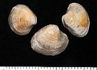 櫻桃寶石簾蛤藏品圖，第3張