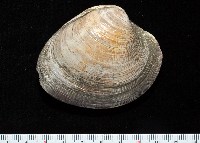櫻桃寶石簾蛤藏品圖，第4張