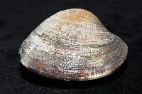 櫻桃寶石簾蛤藏品圖，第5張