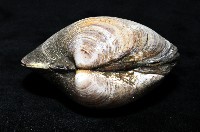 櫻桃寶石簾蛤藏品圖，第6張