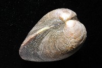 櫻桃寶石簾蛤藏品圖，第8張