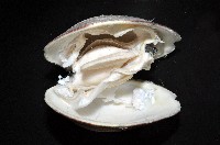 櫻桃寶石簾蛤藏品圖，第10張