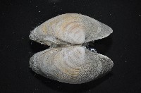 櫻桃寶石簾蛤藏品圖，第11張