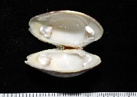 櫻桃寶石簾蛤藏品圖，第12張
