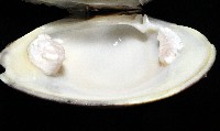 櫻桃寶石簾蛤藏品圖，第13張