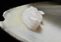 櫻桃寶石簾蛤藏品圖，第14張