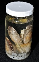 櫻桃寶石簾蛤藏品圖，第15張