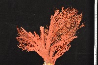 紅扇珊瑚藏品圖，第3張