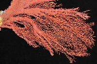 紅扇珊瑚藏品圖，第4張