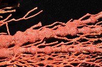 紅扇珊瑚藏品圖，第5張
