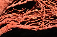 紅扇珊瑚藏品圖，第8張