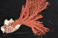 紅扇珊瑚藏品圖，第10張