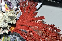 紅扇珊瑚藏品圖，第11張