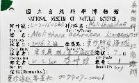紅扇珊瑚藏品圖，第12張