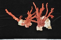 紅扇珊瑚藏品圖，第2張