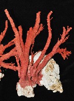 紅扇珊瑚藏品圖，第3張