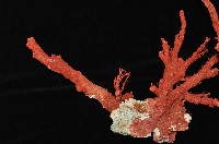 紅扇珊瑚藏品圖，第4張