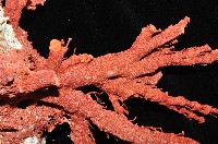 紅扇珊瑚藏品圖，第6張
