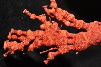 紅扇珊瑚藏品圖，第8張
