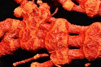 紅扇珊瑚藏品圖，第9張