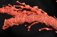 紅扇珊瑚藏品圖，第10張