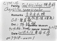 多色金毛蛛藏品圖，第12張