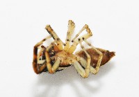 多色金毛蛛藏品圖，第5張