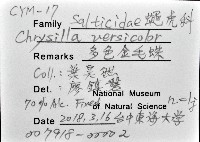 多色金毛蛛藏品圖，第16張