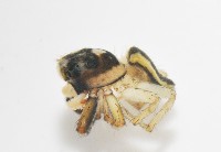 多色金毛蛛藏品圖，第5張